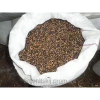 Семена суданки